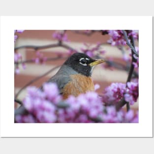 Ameican Robin in a Flowering Tree Posters and Art